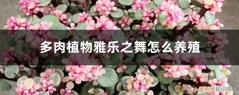 雅乐之舞多肉植物的养殖方法 多肉植物雅乐之舞怎么养殖，一年能长多大