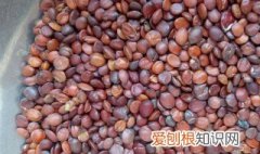 炒酸枣仁的功效与作用点的功效与作用禁忌 炒酸枣仁的功效与作用及禁忌