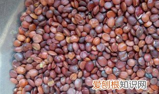 炒酸枣仁的功效与作用点的功效与作用禁忌 炒酸枣仁的功效与作用及禁忌