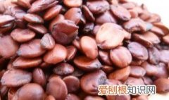 川芎配炒酸枣仁的功效 炒酸枣仁的功效