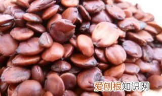 川芎配炒酸枣仁的功效 炒酸枣仁的功效