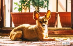 狗粮怎么喂 狗粮怎么喂好