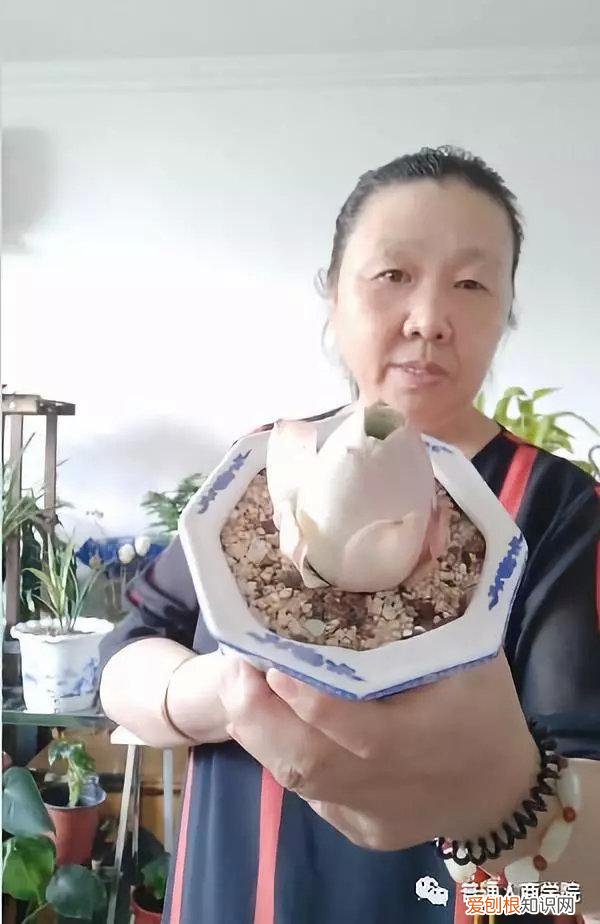 快手挣钱技巧，快手幸福大姐新手养花教学赚钱套路