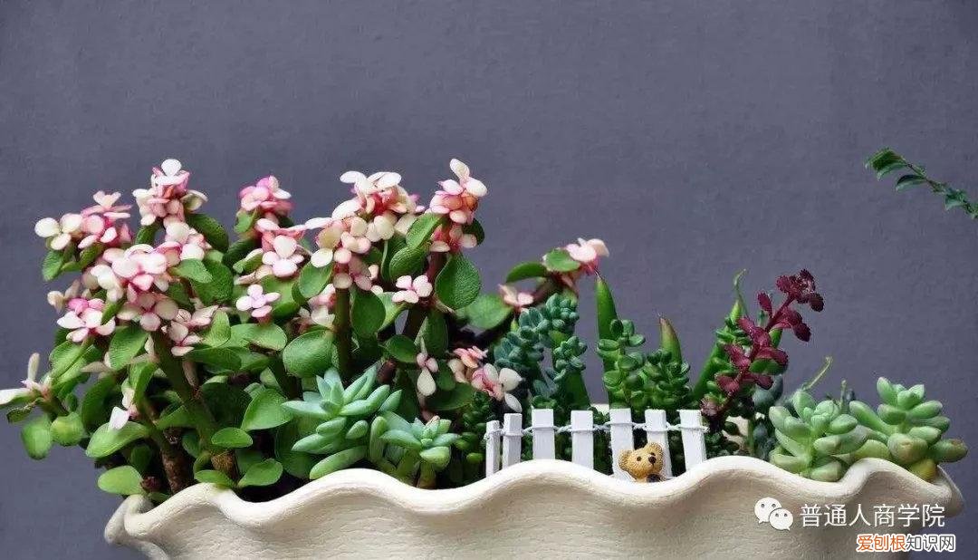 快手挣钱技巧，快手幸福大姐新手养花教学赚钱套路