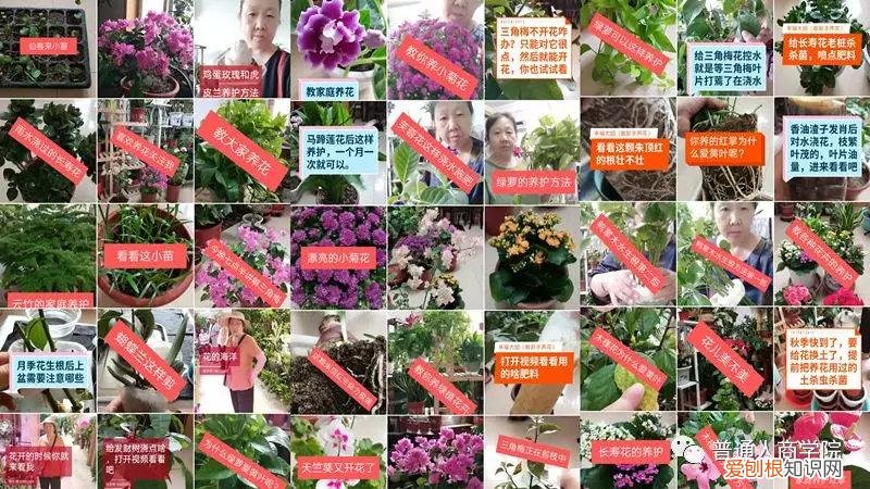 快手挣钱技巧，快手幸福大姐新手养花教学赚钱套路