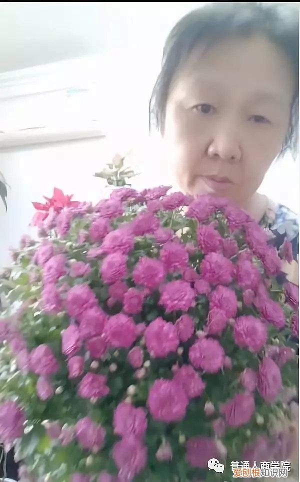 快手挣钱技巧，快手幸福大姐新手养花教学赚钱套路