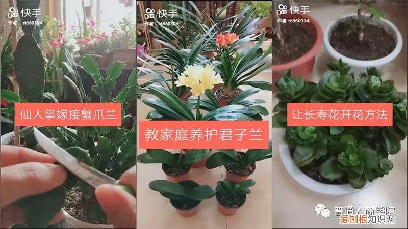 快手挣钱技巧，快手幸福大姐新手养花教学赚钱套路