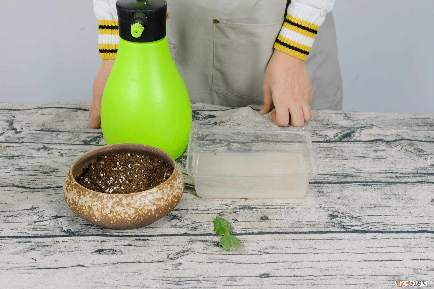 蟹爪兰长寿剪1刀、喂片药，开花1茬接1茬，盆盆爆满！