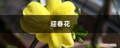 迎春花怎么移栽需要把枝条剪掉么 迎春花掐根“枝条”种土里，用上这“技巧”，提前赏花不