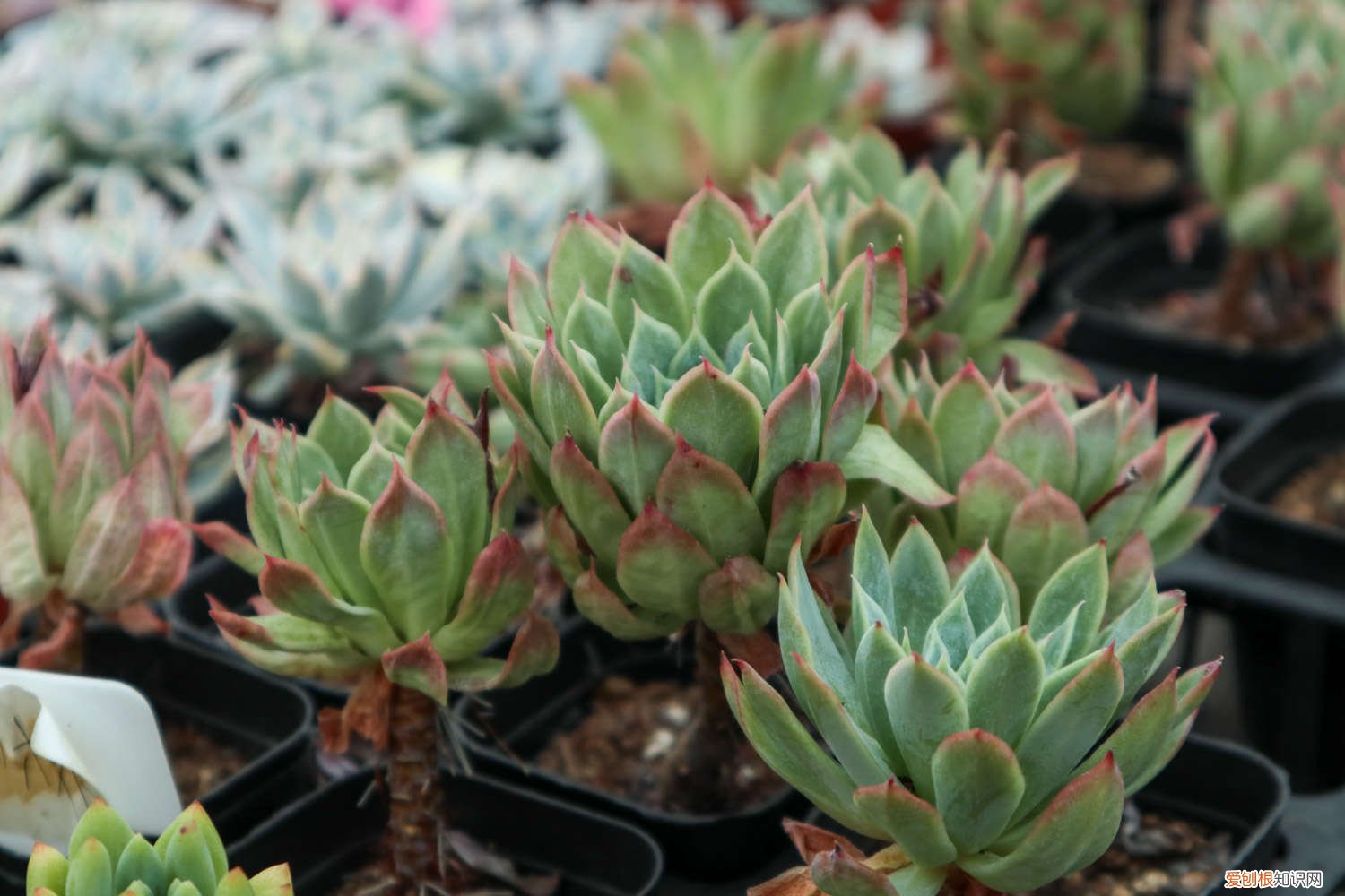 多肉变成大饼样 奶奶家的多肉摊大饼，竟然越来越好看，咋养的？