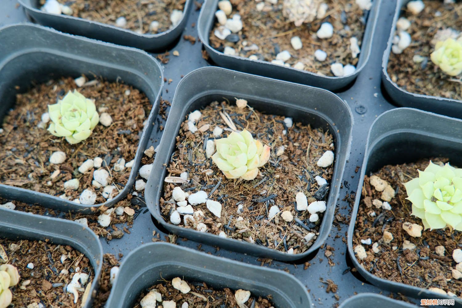 多肉变成大饼样 奶奶家的多肉摊大饼，竟然越来越好看，咋养的？