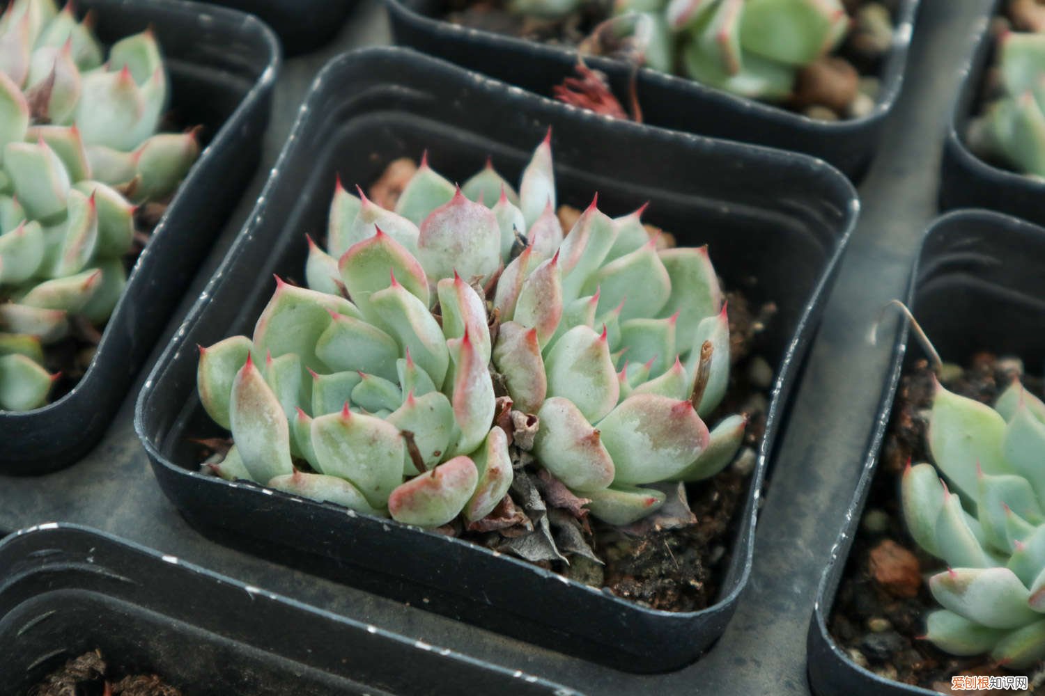 多肉变成大饼样 奶奶家的多肉摊大饼，竟然越来越好看，咋养的？