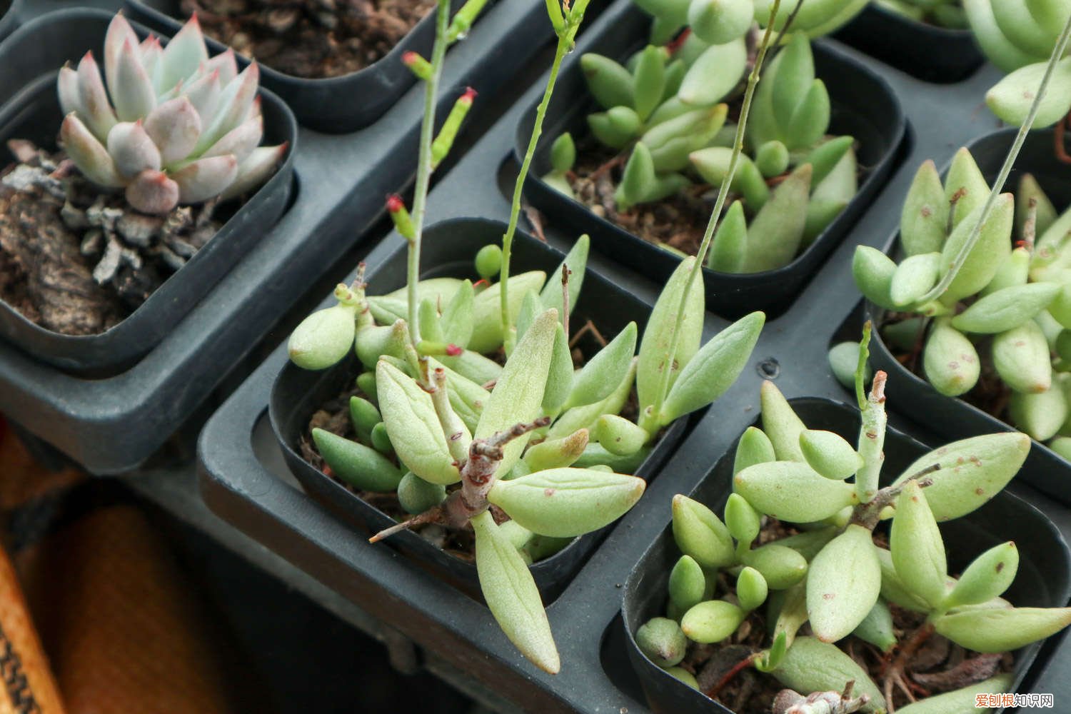 多肉变成大饼样 奶奶家的多肉摊大饼，竟然越来越好看，咋养的？