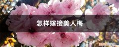 美人梅用什么嫁接 怎样嫁接美人梅，如何繁殖