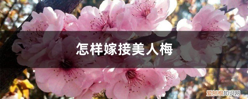 美人梅用什么嫁接 怎样嫁接美人梅，如何繁殖