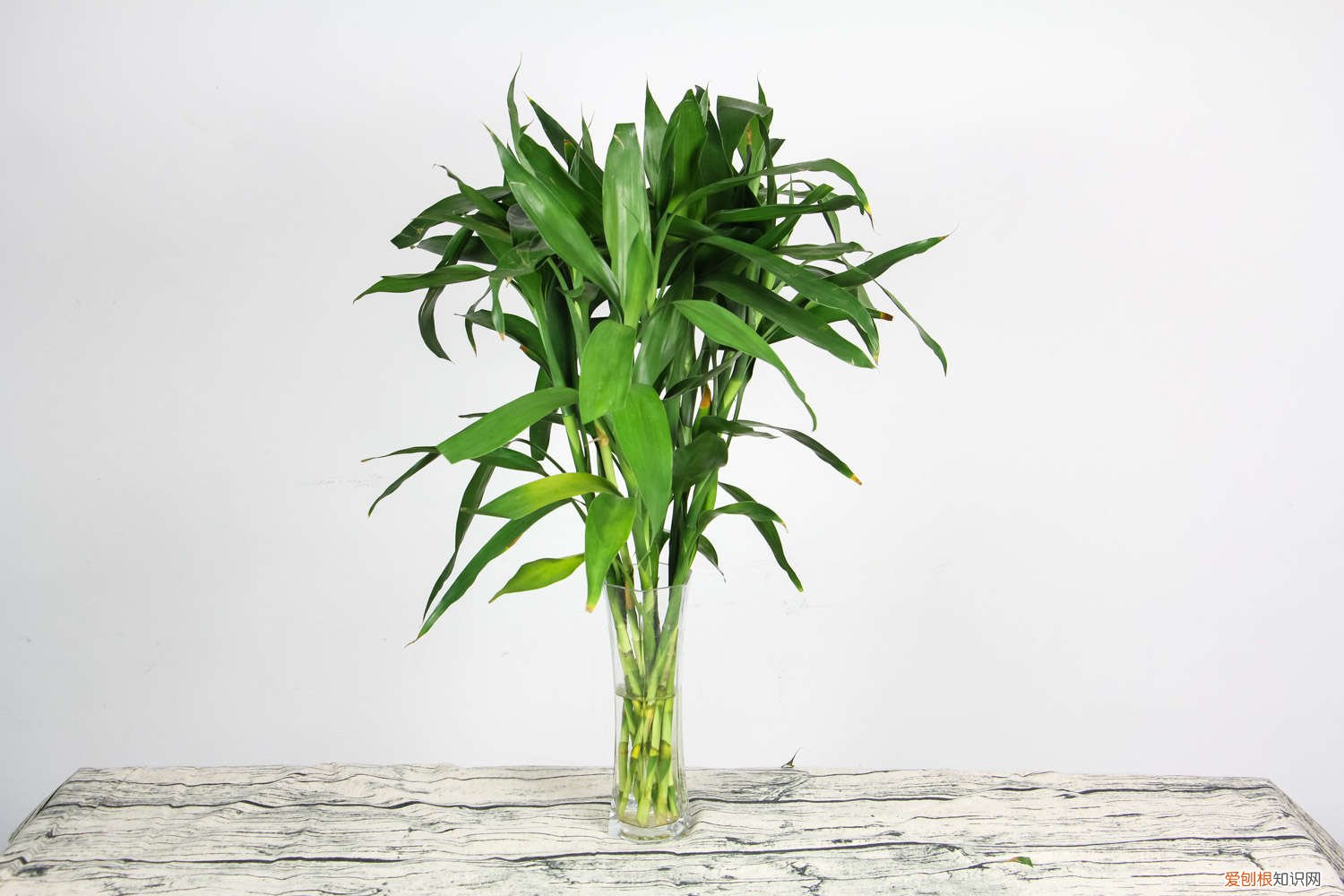 富贵竹有什么精神 给“富贵竹”喂片药，越长越“精神”，根系旺盛没话说！