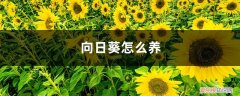 向日葵怎么养 水养水多少 向日葵怎么养