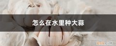 怎么在水里种大蒜呢 怎么在水里种大蒜