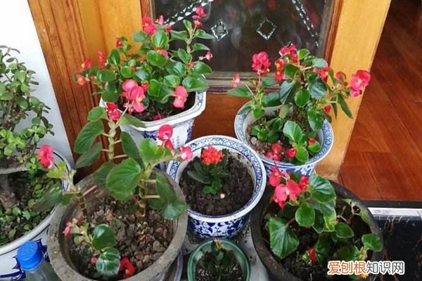 这块“大饼子”，掰碎成块埋土里，啥花都能长壮实！