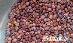 酸枣仁能泡水喝吗? 酸枣仁能泡水喝吗