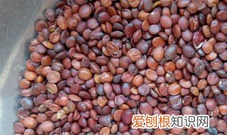 酸枣仁能泡水喝吗? 酸枣仁能泡水喝吗