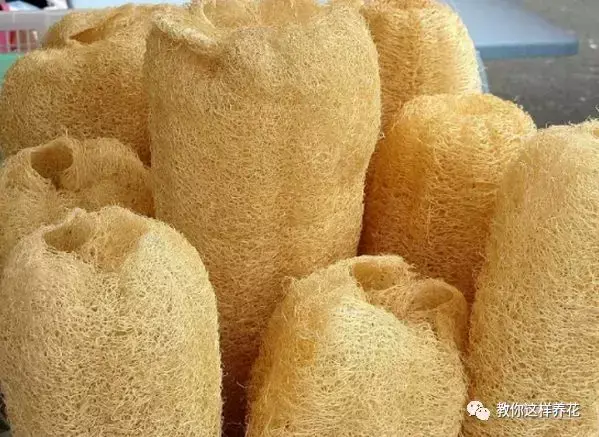 养花烂根了土怎么处理，张大爷养花用土法子，排水快，不烂根，根粗叶肥爆满盆