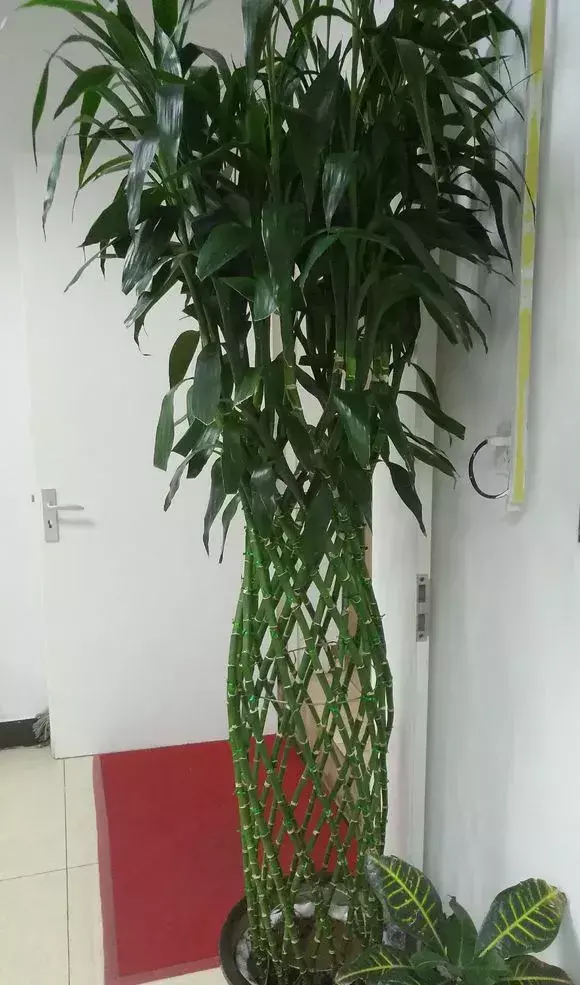 养花烂根了土怎么处理，张大爷养花用土法子，排水快，不烂根，根粗叶肥爆满盆