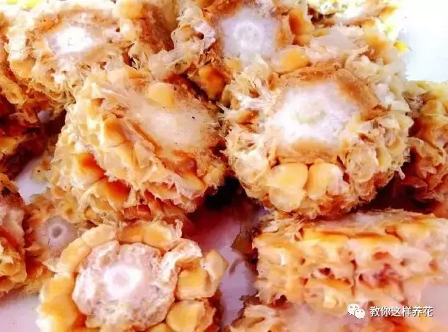 养花烂根了土怎么处理，张大爷养花用土法子，排水快，不烂根，根粗叶肥爆满盆