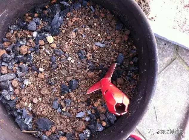 养花烂根了土怎么处理，张大爷养花用土法子，排水快，不烂根，根粗叶肥爆满盆