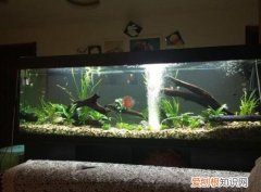 玻璃鱼缸制作方法有哪些，玻璃鱼缸制作方法有哪些图片