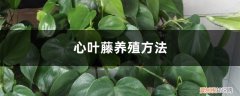 心叶藤如何水养 心叶藤养殖方法