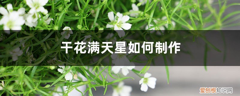 干花满天星制作方法 干花满天星如何制作，能保持多久