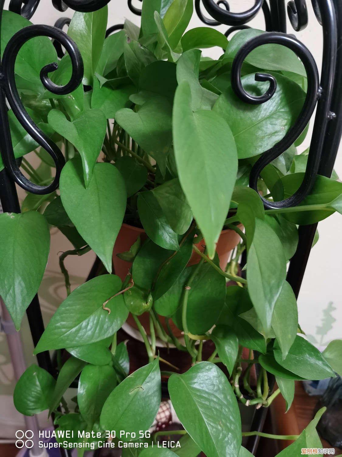 大叶绿萝怎么浇水,养殖方法和注意事项 大叶绿萝怎么浇水，养殖方法和注意事项