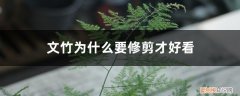 文竹要修剪吗 文竹为什么要修剪才好看