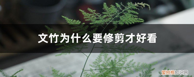 文竹要修剪吗 文竹为什么要修剪才好看