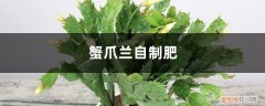 蟹爪兰长新叶不长花苞 “蟹爪兰”最喜欢这“4种”肥，叶子再冒好几节，花苞蹿不停