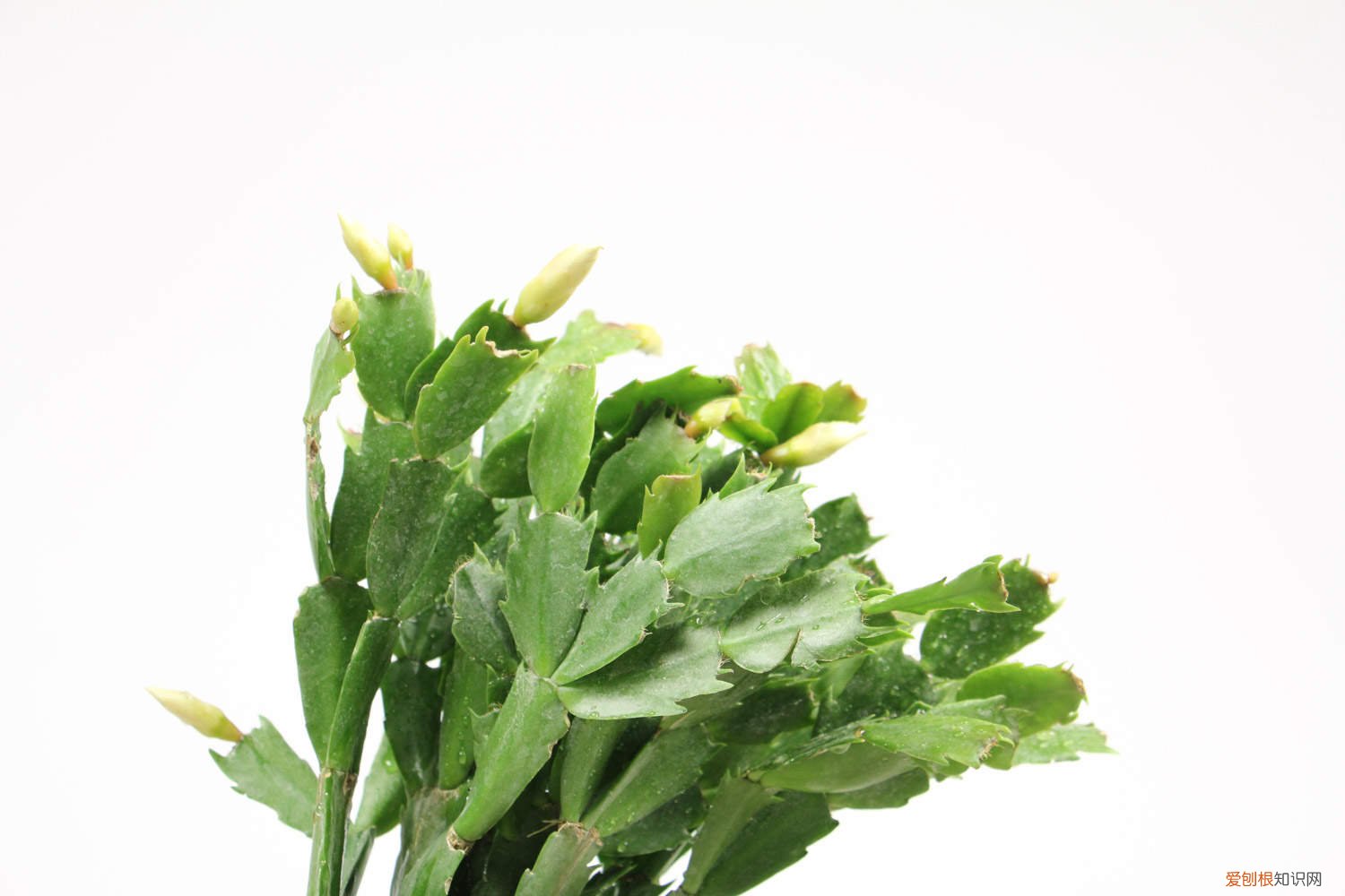 蟹爪兰长新叶不长花苞 “蟹爪兰”最喜欢这“4种”肥，叶子再冒好几节，花苞蹿不停