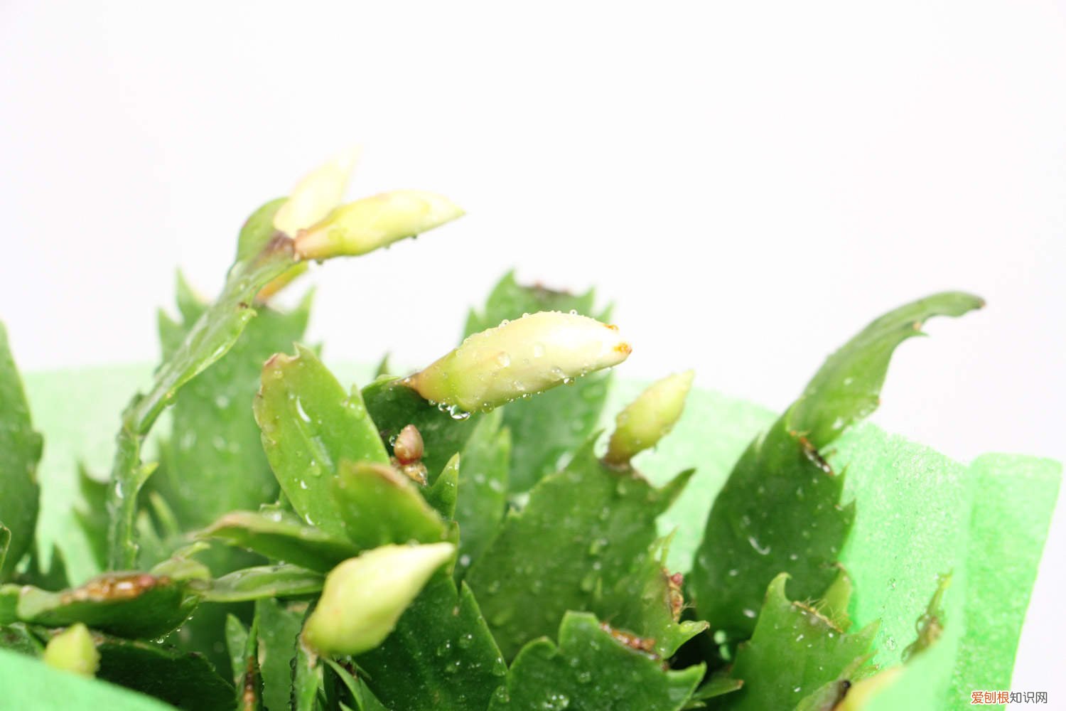 蟹爪兰长新叶不长花苞 “蟹爪兰”最喜欢这“4种”肥，叶子再冒好几节，花苞蹿不停