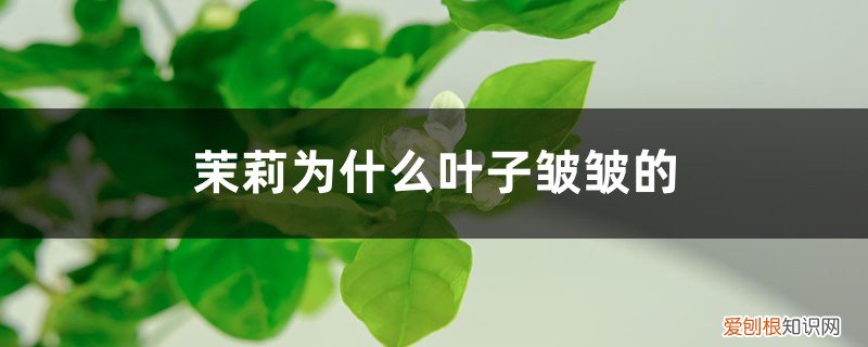 茉莉花叶子起皱 茉莉为什么叶子皱皱的