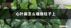 心叶藤怎么浇水 心叶藤怎么养，怎么缠绕柱子上