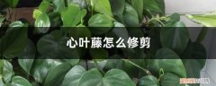 心叶藤掉叶子 心叶藤怎么修剪