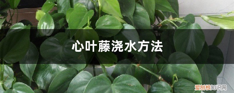 心叶藤浇水方法,冬季怎么浇水好 心叶藤浇水方法，冬季怎么浇水