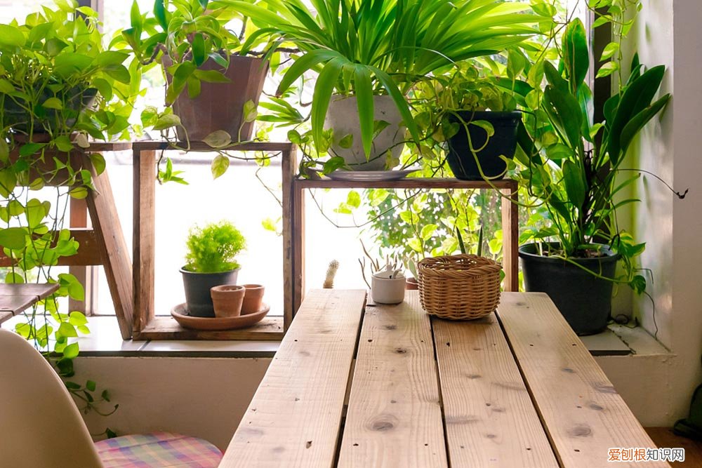 年前年后，就去这个秘密基地捡花养，不花一分钱！