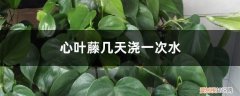 心叶藤几天浇一次水合适 心叶藤几天浇一次水
