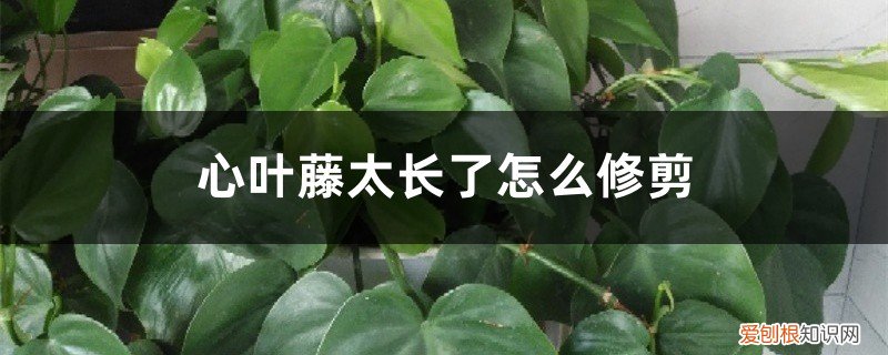 心叶藤长过柱子怎么办 心叶藤太长了怎么修剪