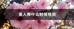 美人梅剪枝 美人梅什么时候修剪，第一次怎么修剪