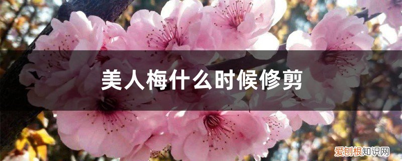 美人梅剪枝 美人梅什么时候修剪，第一次怎么修剪