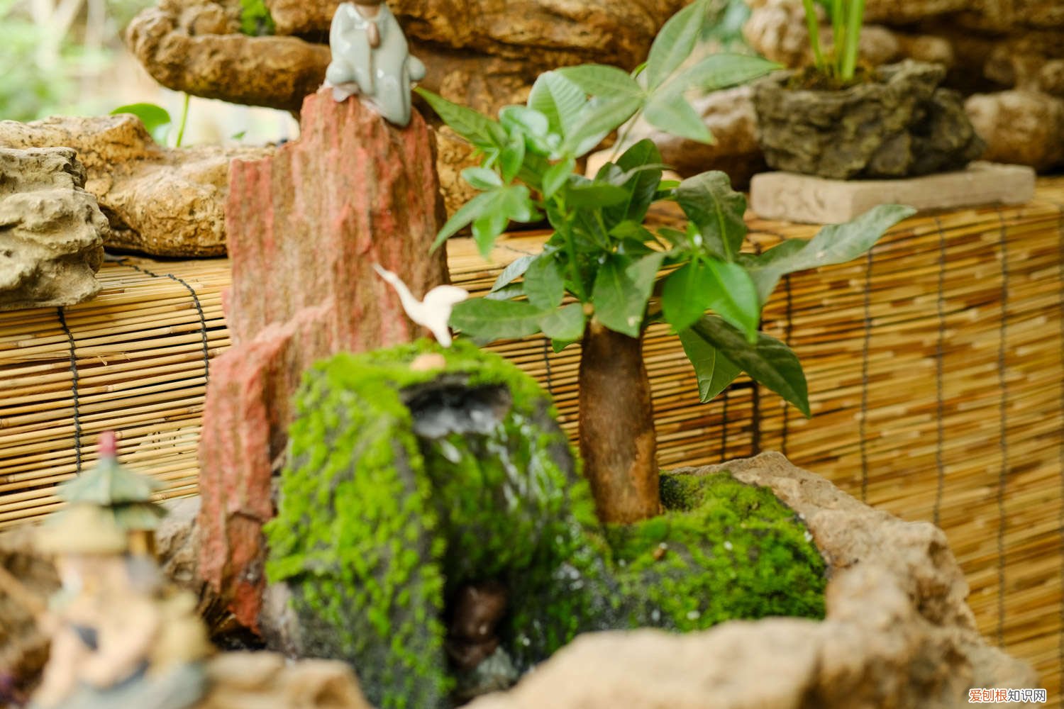 冬天怎样养发财树叶子发黄 冬天发财树养护，掌握好这“3个”技巧，叶常青不发黄！