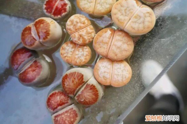 奶奶扦插不用土，丢药片里3天就生根，速度立马快10倍！