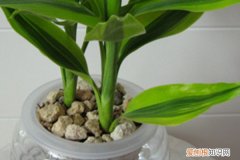 水培叶子发黄 水培瓶里放条鱼，黄叶烂根全消失，大冬天也能呼呼长个！